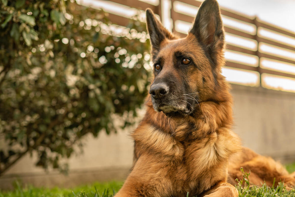 German Shepherd lifespan: German Shepherd lying on the grass