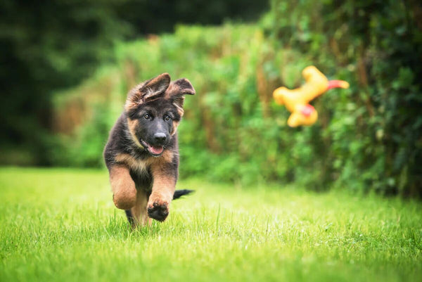 A German Shepherd puppy chases a toy.