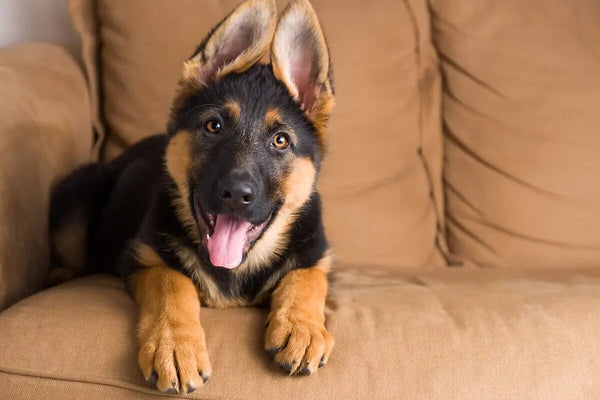 German Shepherd puppy lies on a brown sofa.