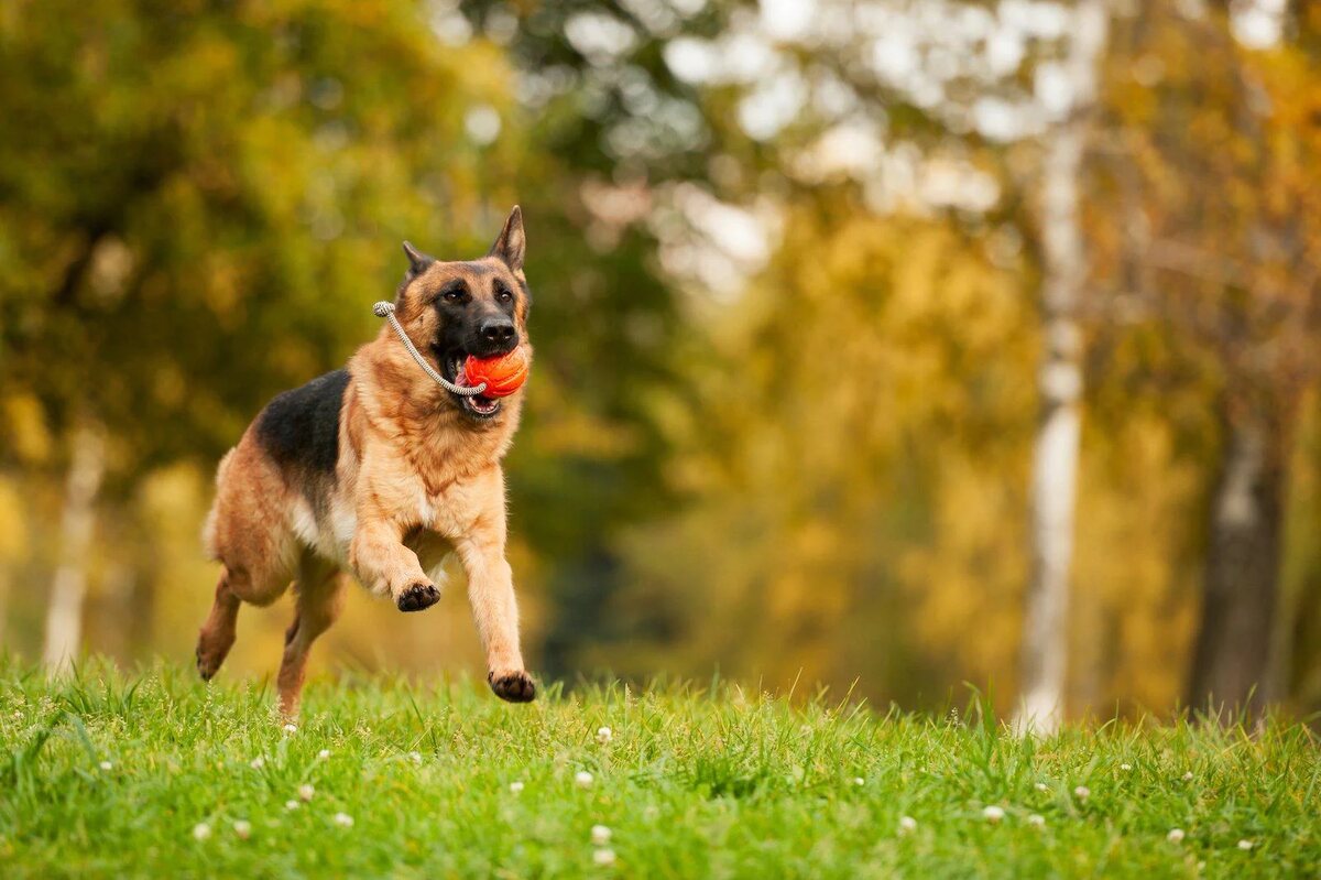 A German Shepherd runs in a field with a ball toy in its mouth.