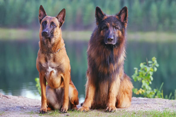 German Shepherd and a Belgian Malinois sit by a lake