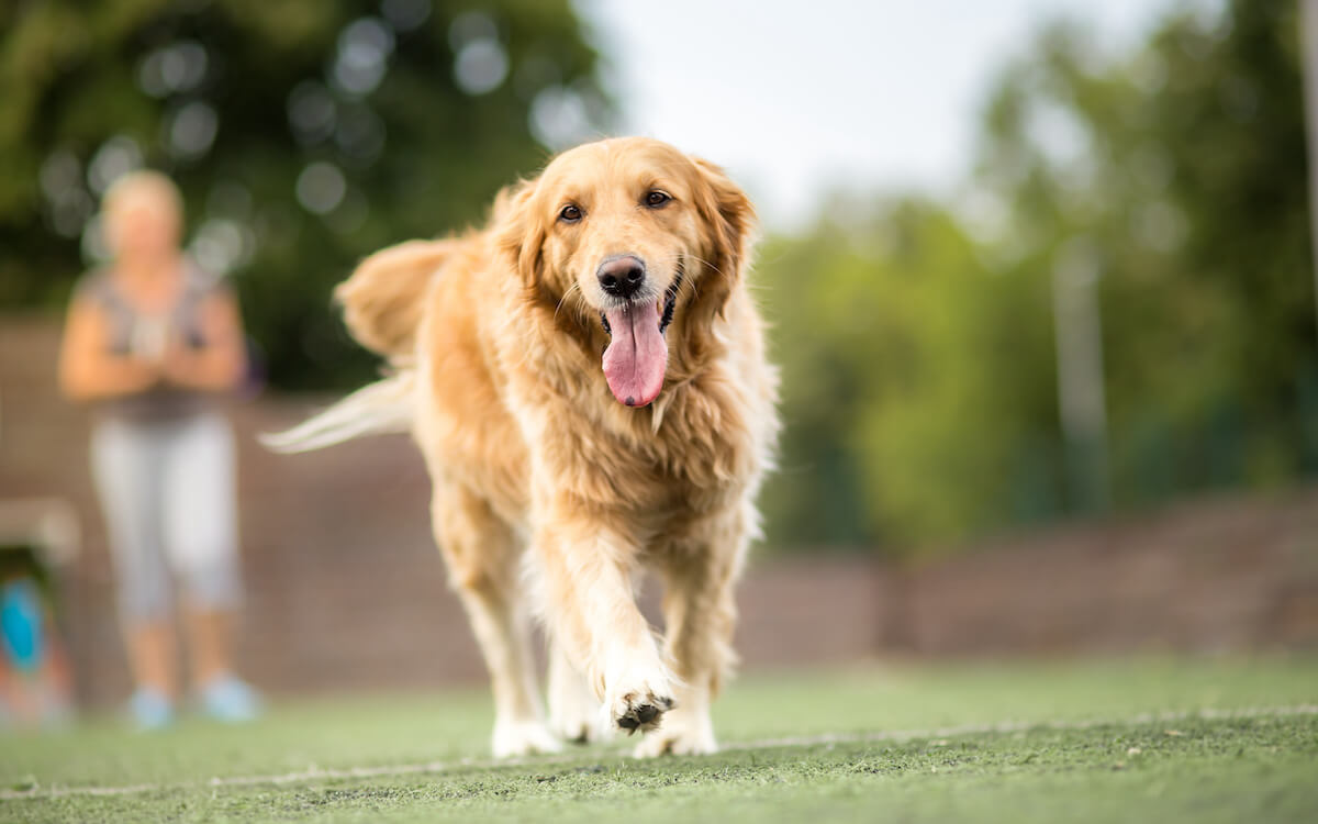 Female Golden Retriever With Windblown Hair Stock Photo, Picture and  Royalty Free Image. Image 20407171.
