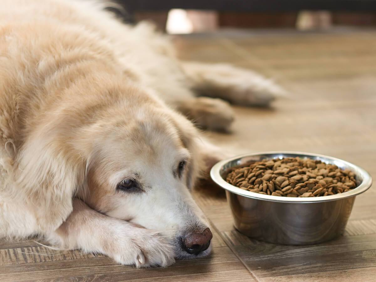 What to Feed a Dog With IBS: How to Help Your Pet’s Digestion