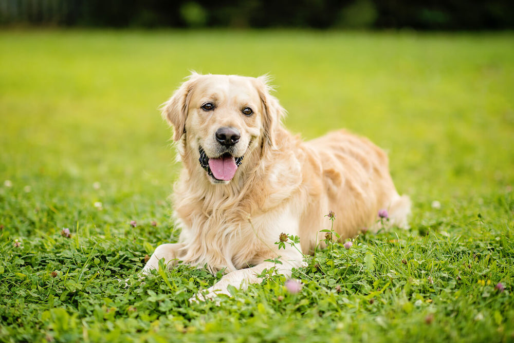 Do Golden Retrievers shed: Golden Retriever lying on the grass