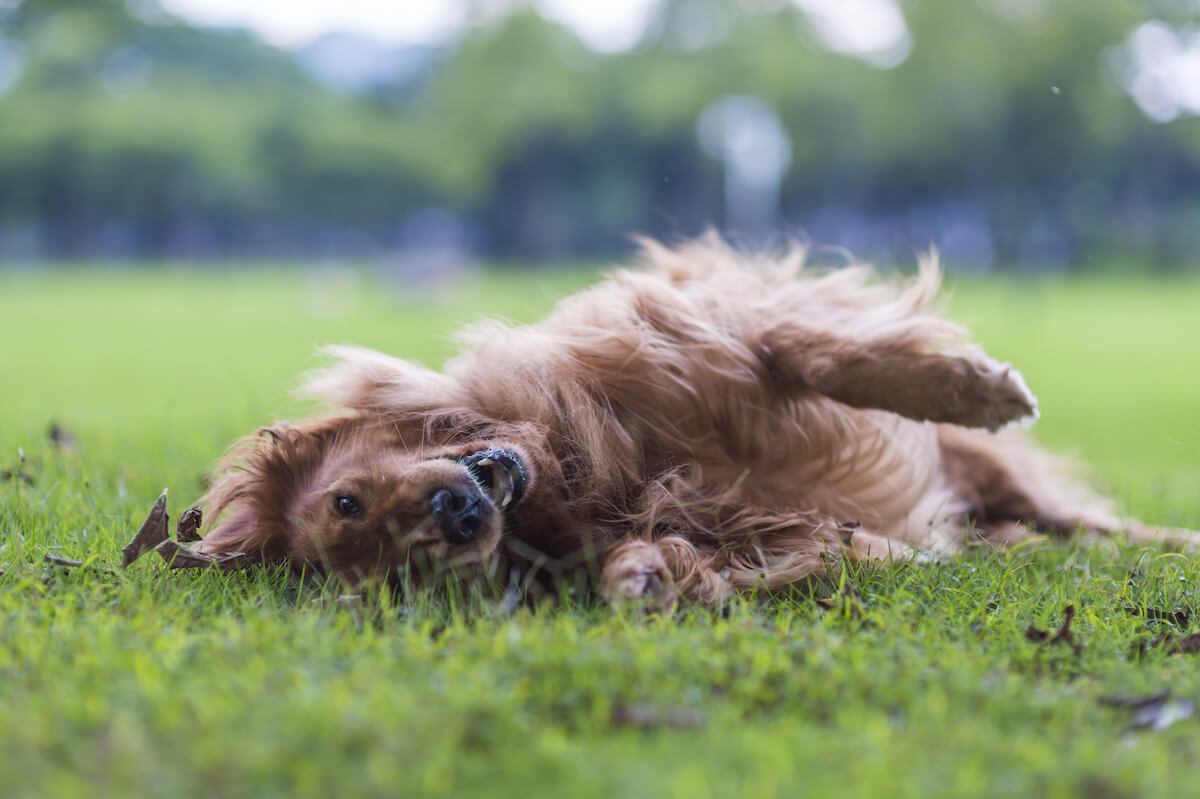 Dog Seasonal Allergies: Causes, Symptoms, and Remedies