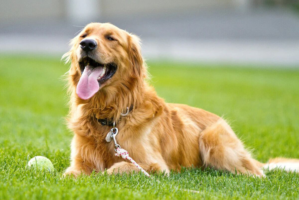 A Golden Retriever lays in a field next to a tennis ball.