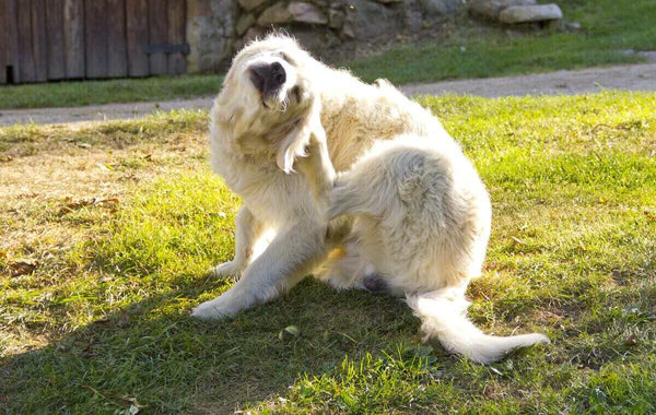 A golden retriever scratches its head.