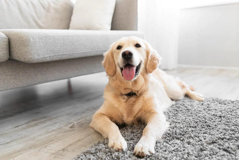 A Golden Retriever lays on a gray shag carpet.