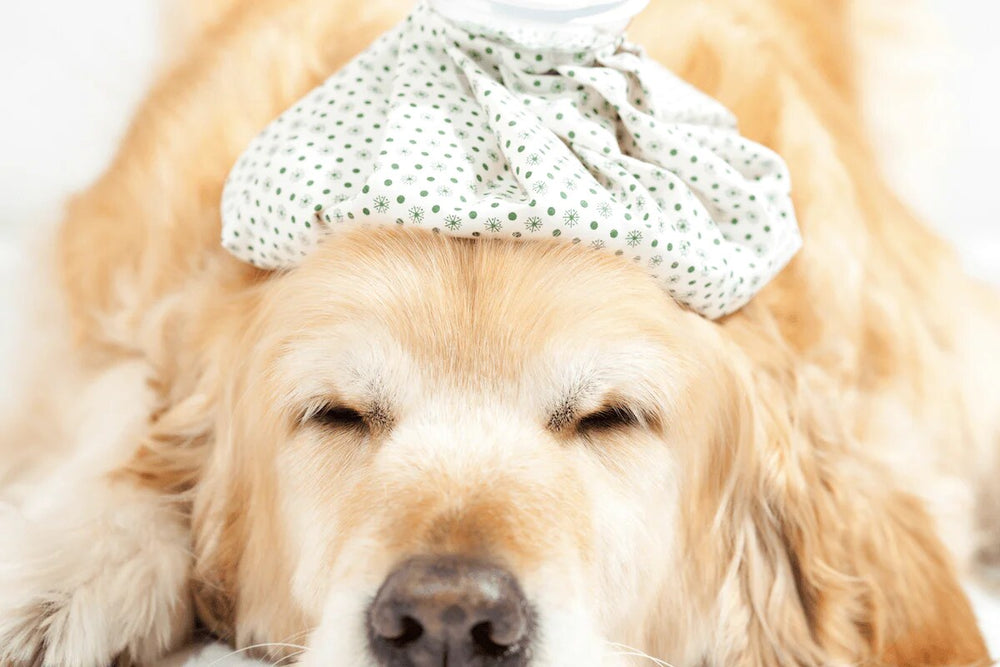 A golden retriever lays down with an ice pack on its head.