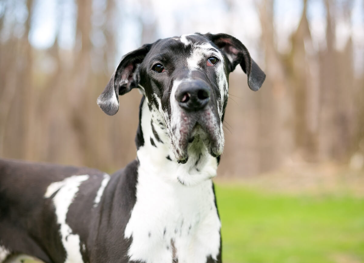 Are Great Danes good with kids: Great Dane looking at a camera