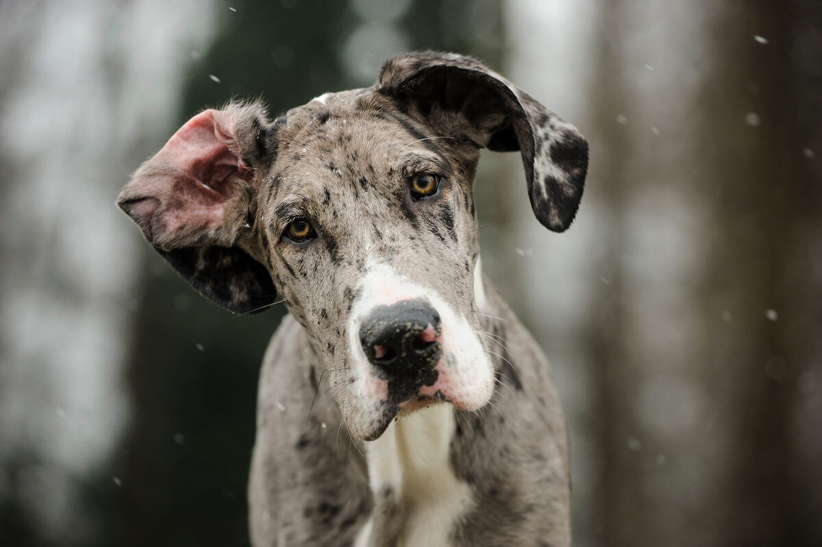 Are Great Danes aggressive: Great Dane looking at a camera