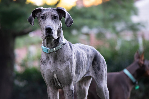 Do Great Danes shed: Great Dane standing outside and looking at the camera