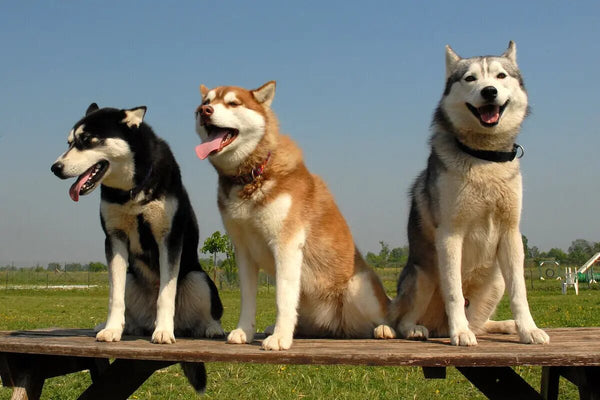 Three Huskies sit on a bench in a park.