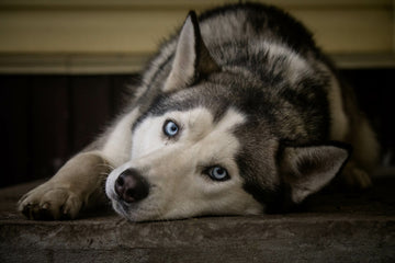 Are Huskies aggressive: Husky lying on the floor