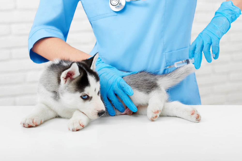 A Husky puppy receives a vaccine.