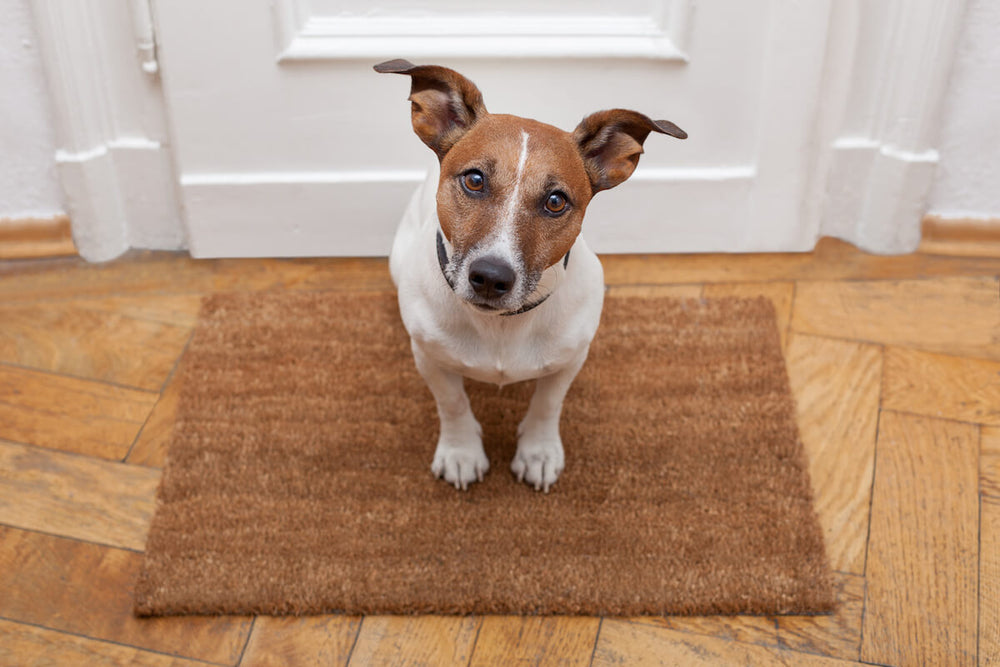 Are Jack Russell Terriers aggressive: Jack Russell Terrier sitting on a mat