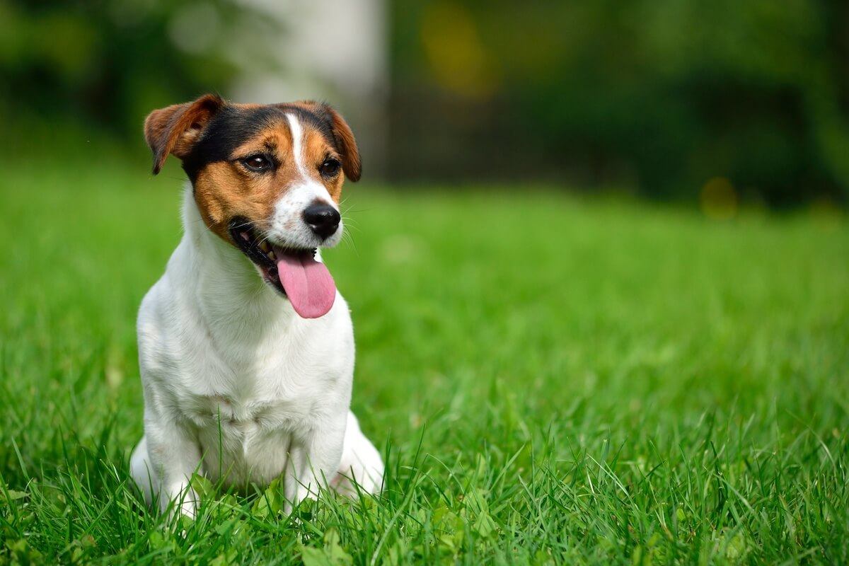 Is 14 a good age for a Jack Russell?