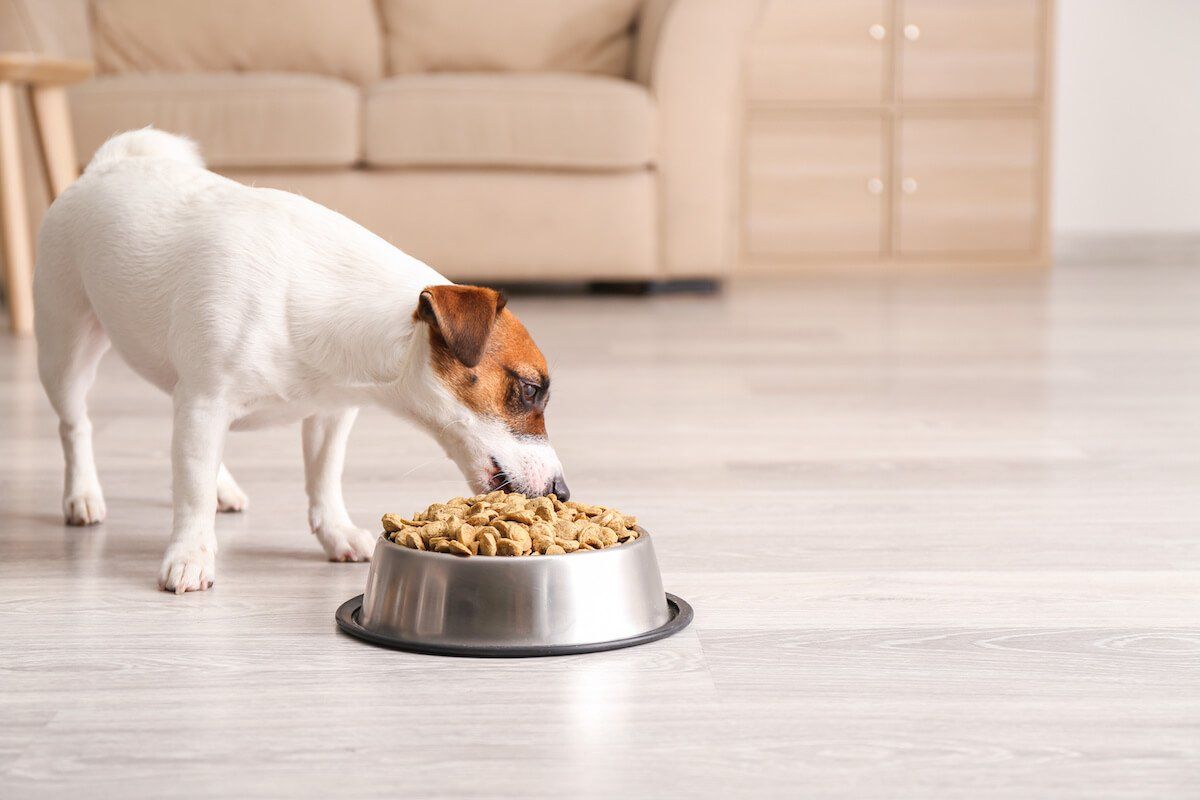 How Fiber for Dogs Helps Digestion (and Best Fiber Sources)