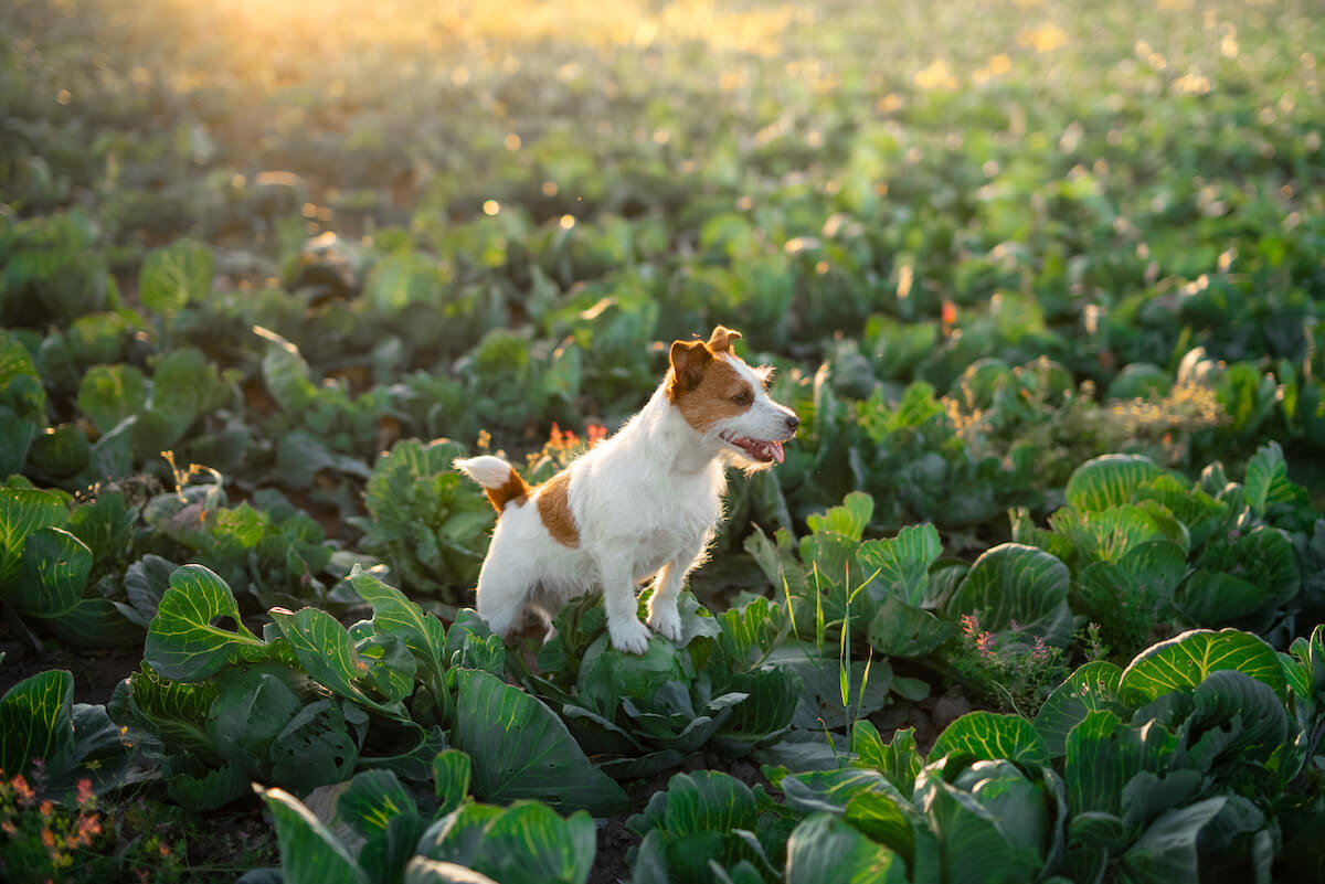 Can dogs eat cabbage: Jack Russell standing in a field of cabbages