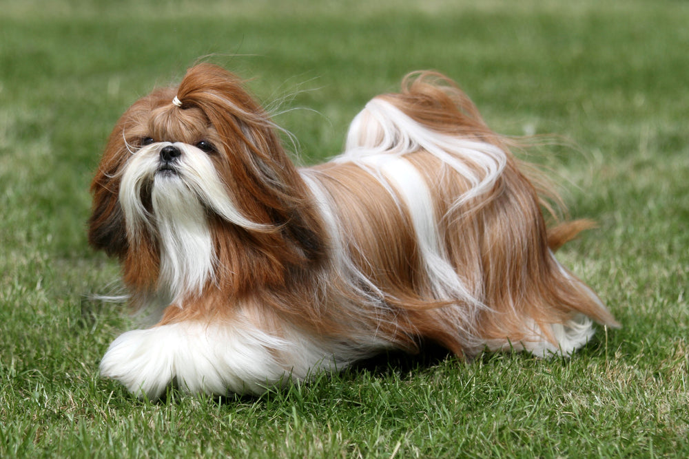 A long-haired red and white Shih-Tzu runs in the grass.