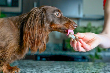Louie the dog eats a Frozen Blueberry Dog Treat
