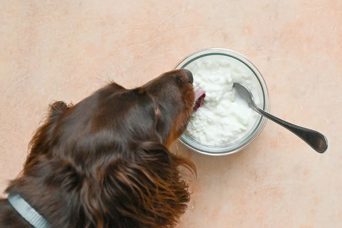 Louie the dog licks a bowl of cottage cheese.