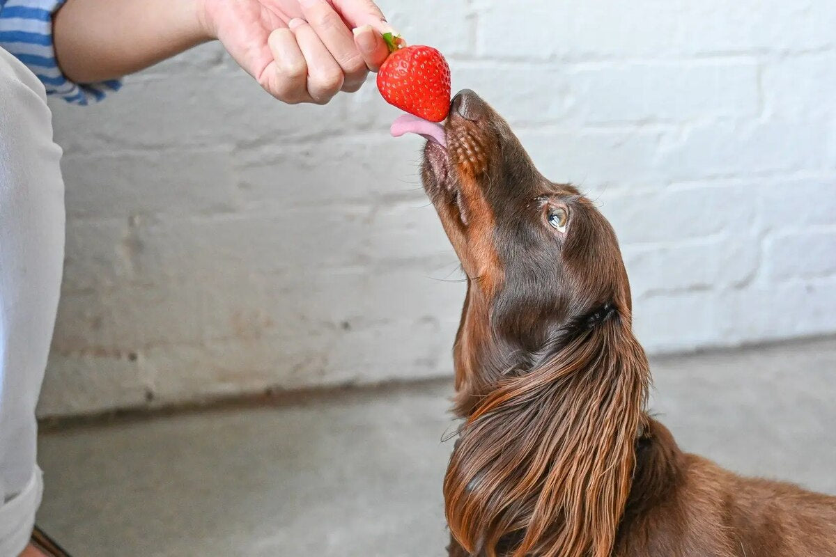 Louie the dog licks a strawberry.