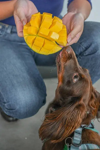 Louie the dog sniffs some cubed mango.
