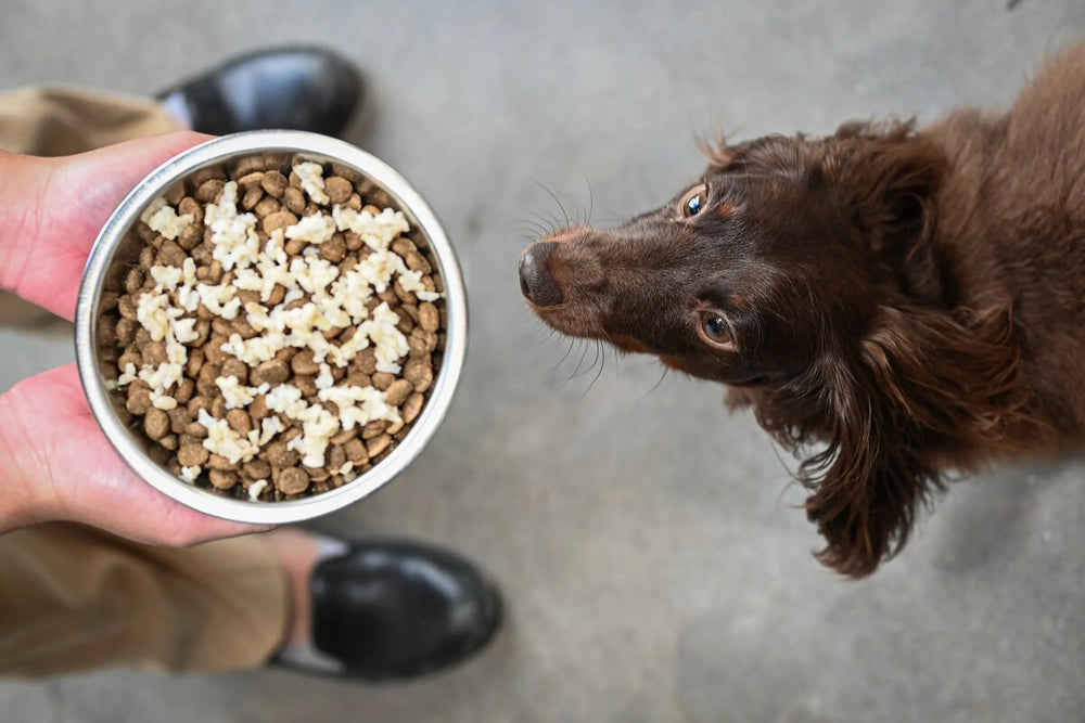 Louie the dog sniffs a bowl containing kibble and brown rice.