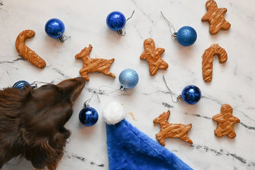 Louie the dog sniffs an assortment of Christmas-themed dog treats.