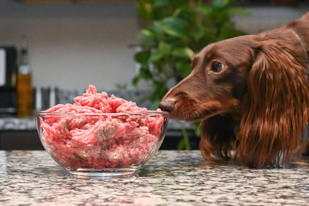 Louie the dog sniffs a bowl of ground beef.
