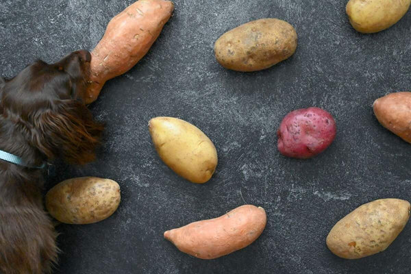 Louie the dog sniffs various potatoes.