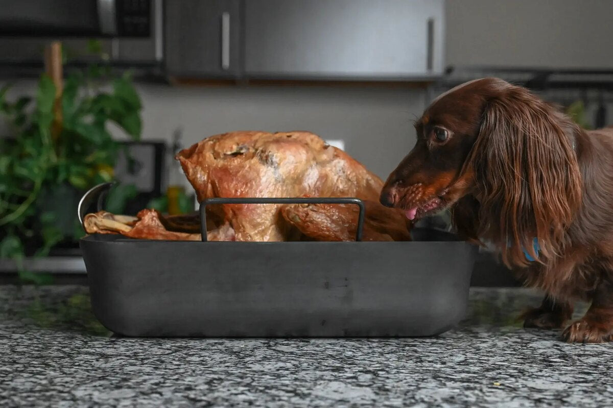 Louie the dog sniffs a roast turkey.