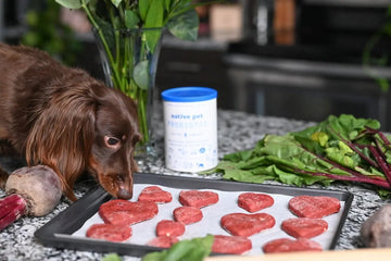 Louie the dog sniffs some valentine's day treats for dogs.