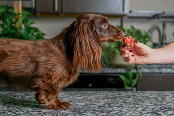 Louie the dog sniffs a vegan strawberry banana dog treat.