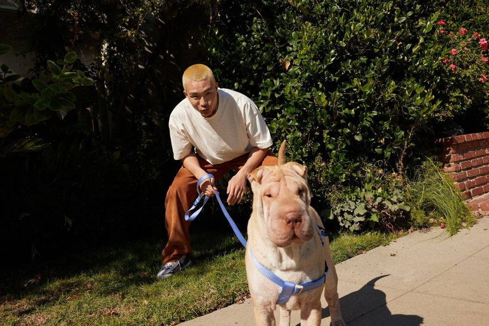 A man stands behind his leashed dog who looks at something off-camera.