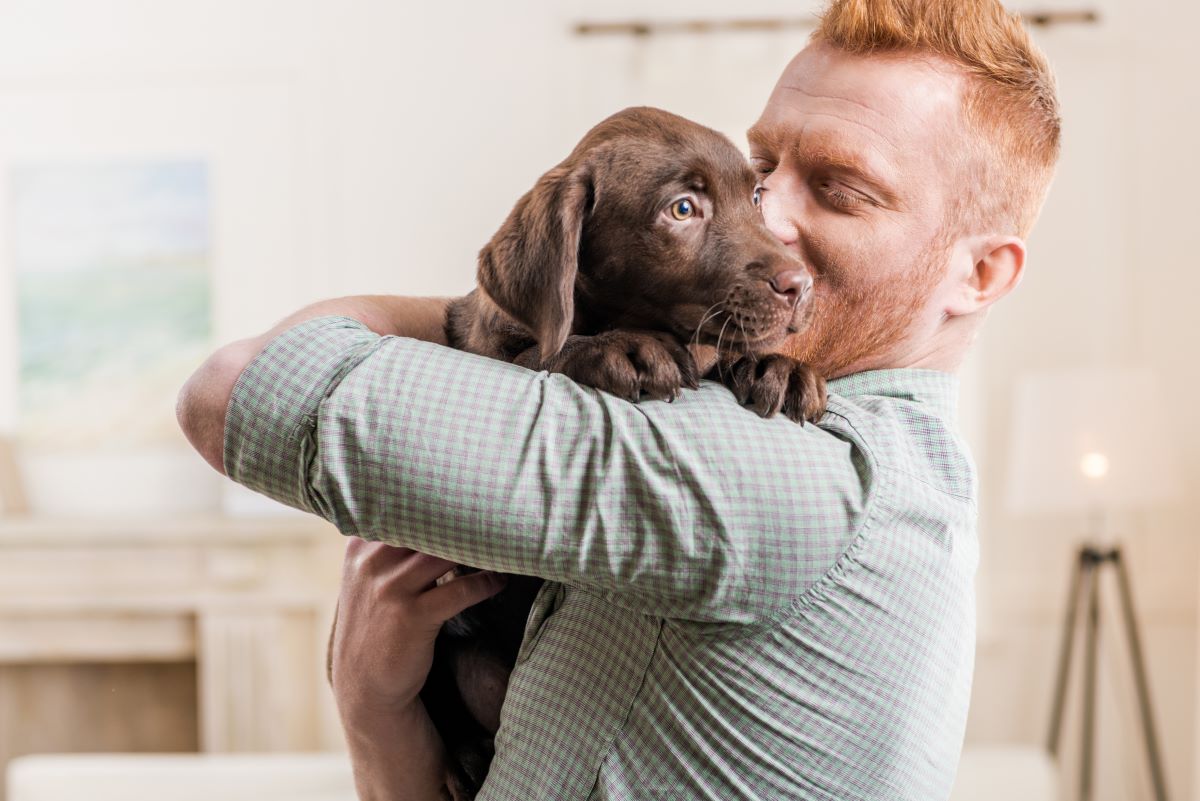 A red-haired man cuddles his brown labrador puppy.