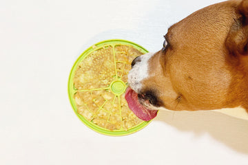3 Recipes Your Dog Will Love: Made With The Daily