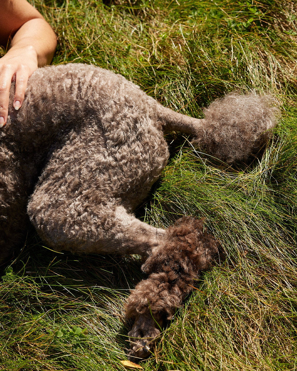 Dog Constipation: What to Know When Your Dog Can't Go