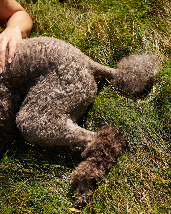 Dog Constipation: What to Know When Your Dog Can't Go