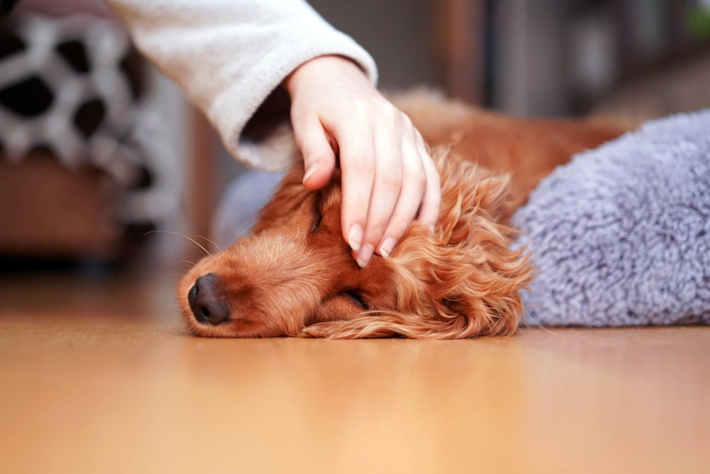 A woman’s hand pets a reddish-brown dog.