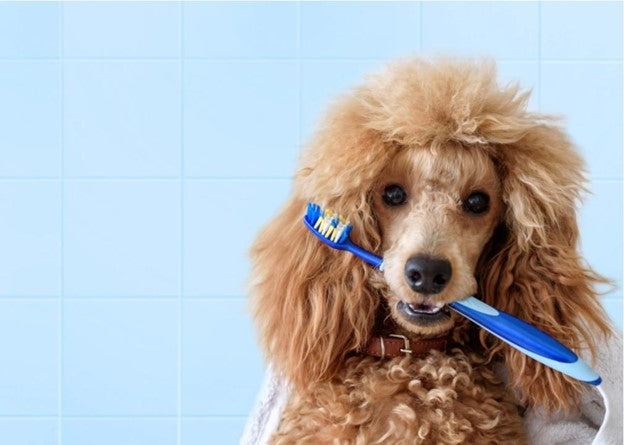 5 ways to improve your dog’s oral health