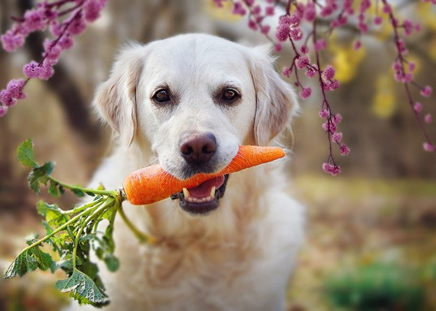 10 Superfoods for Dogs From Your Very Own Kitchen