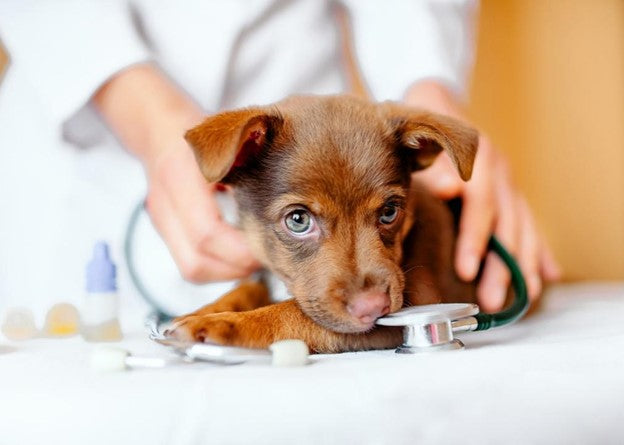 5 common puppy illnesses—and what to do about them