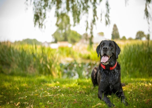 Quality of life signs to check for your aging pet