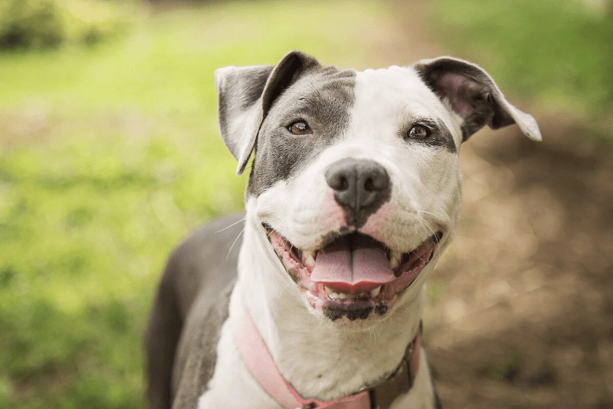A grey and white pit bull smiles at the camera.