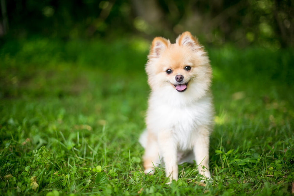 Do Pomeranians shed: Pomeranian sitting on the grass