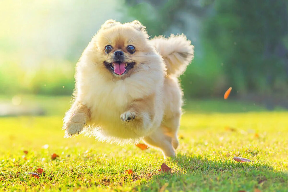 A pomeranian runs in a sunny field.