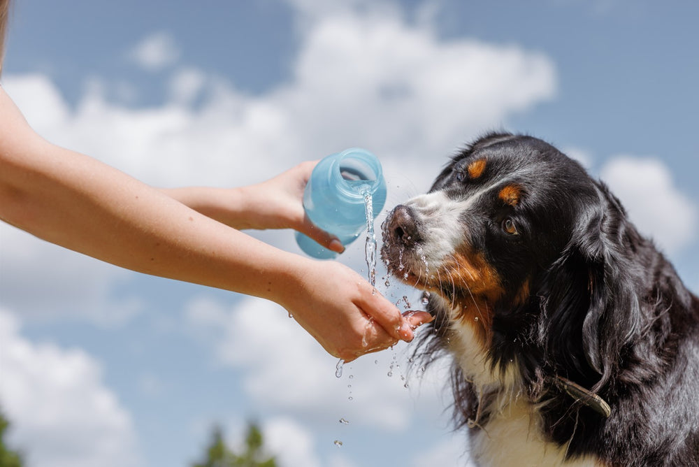 A human pours water from a bottle for her dog to drink.