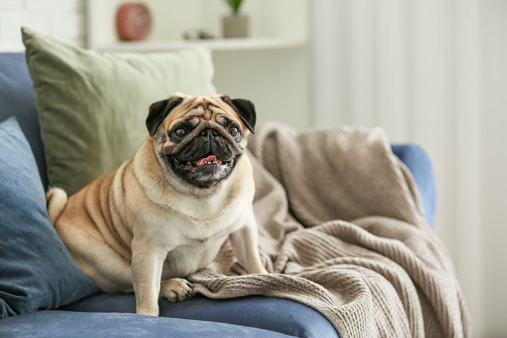 Do Pugs shed: Pug sitting on a couch